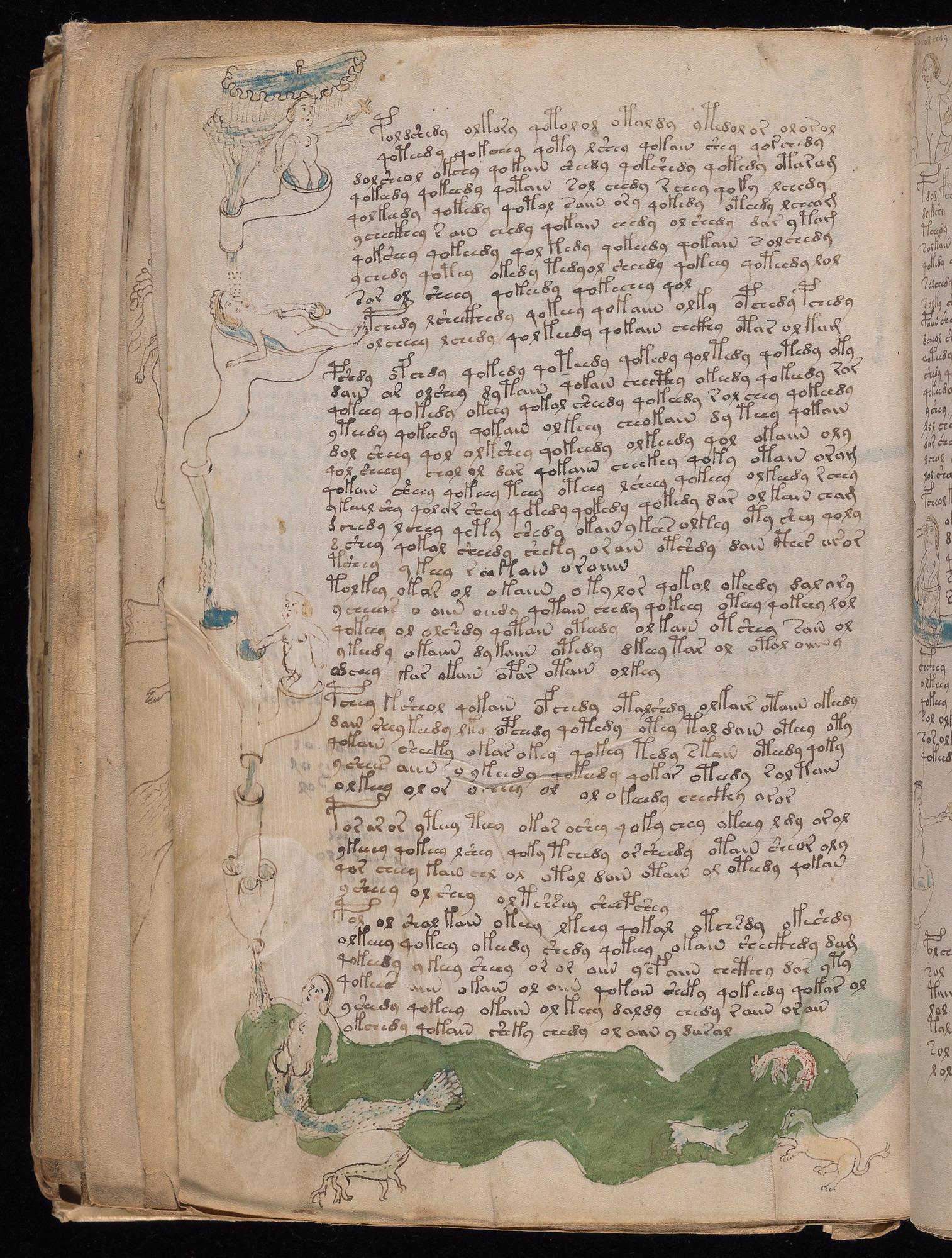 Voynich Manuscript folio f79v — Beinecke MS 408